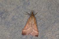 Synaphe punctalis