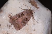 Xestia stigmatica