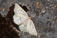 Yezognophos serotinaria serotinoides