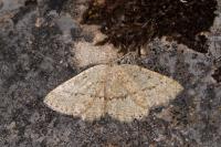 Yezognophos serotinaria serotinoides
