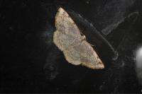Stegania trimaculata