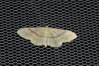 Idaea deversaria