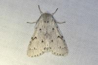 Acronicta leporina