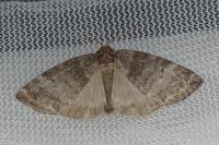 Ochropacha duplaris