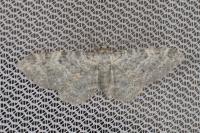 Eupithecia impurata