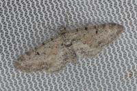 Eupithecia pimpinellata