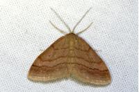 Scopula rubiginata