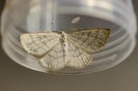 Cabera exanthemata