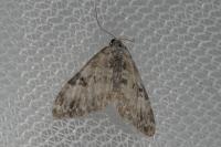 Perizoma blandiata