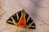 Euplagia quadripunctaria