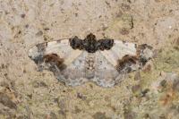 Ligdia adustata
