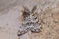 Lymantria monacha