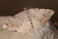 Macaria liturata