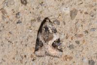 Pseudeustrotia candidula