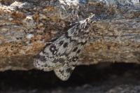 Eudonia vallesialis