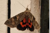 Catocala nupta