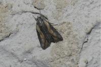 Bryophila raptricula