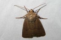 Hoplodrina octogenaria/blanda