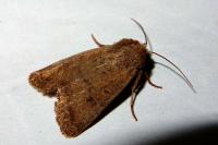 Hoplodrina octogenaria/blanda