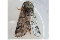 Thaumetopoea pityocampa