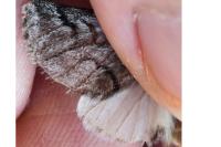Thaumetopoea pityocampa