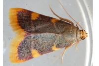 Hypsopygia costalis