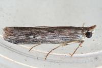 Epischnia