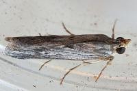 Epischnia