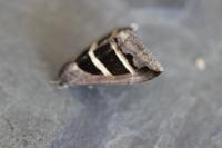Grammodes bifasciata