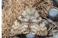 Lymantria dispar