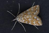 Elophila nymphaeata