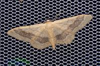 Idaea aversata