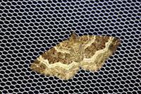 Epirrhoe alternata