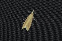 Chilo phragmitellus