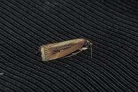 Chilo phragmitellus