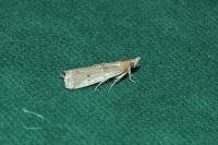 Gymnancyla canella