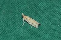 Gymnancyla canella