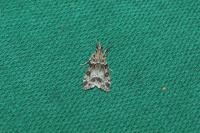 Eudonia mercurella