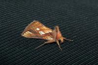 Plusia festucae