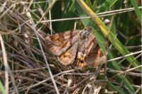 Euclidia glyphica