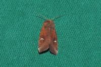Amphipoea fucosa