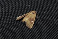 Amphipoea fucosa