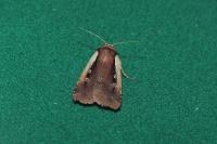 Ochropleura plecta