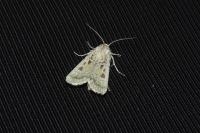 Agrotis ripae