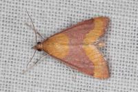 Pyrausta castalis