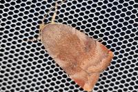 Noctua janthe/janthina