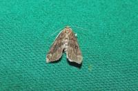 Parapoynx stratiotata