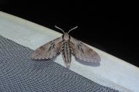 Hyloicus pinastri