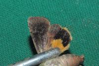Noctua janthina