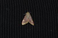 Hypsopygia costalis